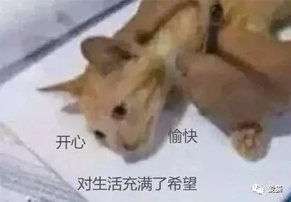 画猫有什么难的?!哈哈哈笑喷~!