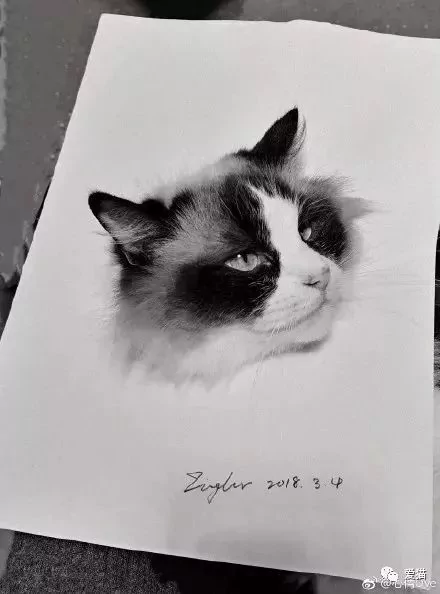 画猫有什么难的?!哈哈哈笑喷~!
