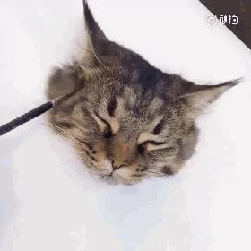画猫有什么难的?!哈哈哈笑喷~!