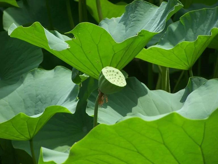 解暑利湿过芒种——芒种吃这些就对了