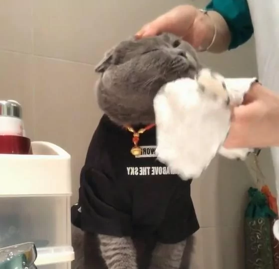 主人每天早上给蓝猫洗脸 它不仅配合还准时等待!