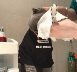 主人每天早上给蓝猫洗脸 它不仅配合还准时等待!