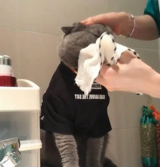 主人每天早上给蓝猫洗脸 它不仅配合还准时等待!