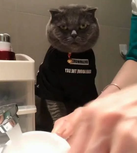 主人每天早上给蓝猫洗脸 它不仅配合还准时等待!