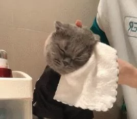 主人每天早上给蓝猫洗脸 它不仅配合还准时等待!