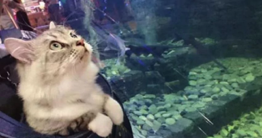主人带猫咪到水族馆 猫咪的表情瞬间亮了!