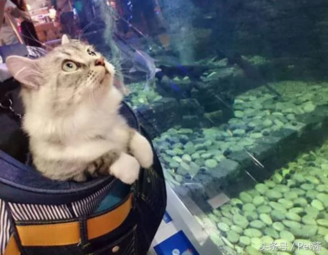 主人带猫咪到水族馆 猫咪的表情瞬间亮了!