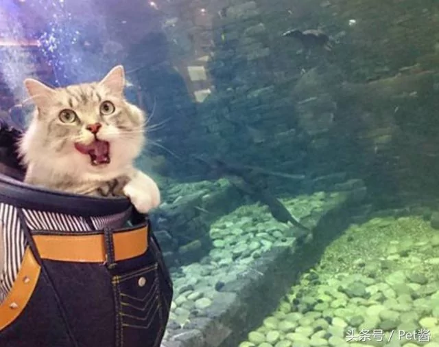 主人带猫咪到水族馆 猫咪的表情瞬间亮了!
