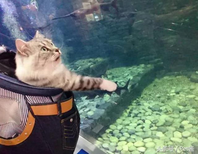 主人带猫咪到水族馆 猫咪的表情瞬间亮了!