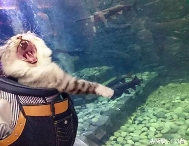 主人带猫咪到水族馆 猫咪的表情瞬间亮了!