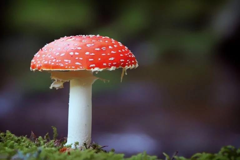 江西20人突然倒下 紧急送医!最近千万别碰它