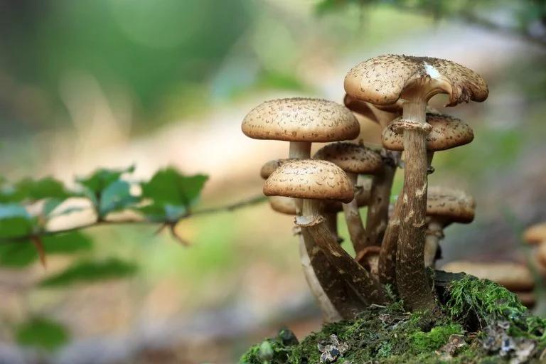 江西20人突然倒下 紧急送医!最近千万别碰它
