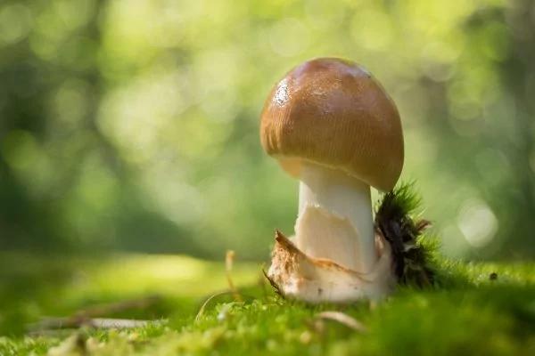 江西20人突然倒下 紧急送医!最近千万别碰它