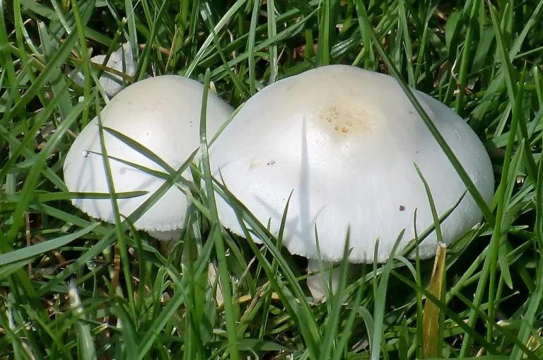 江西20人突然倒下 紧急送医!最近千万别碰它