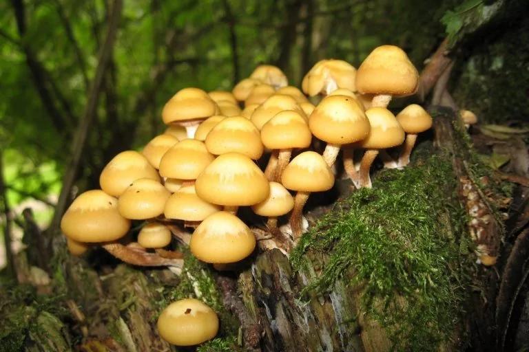 江西20人突然倒下 紧急送医!最近千万别碰它