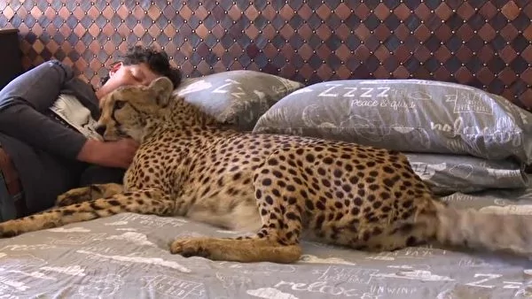 女主人得了乳癌 忠诚猎豹对她做的事超有爱!