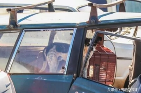 流浪狗守护即将被销毁的汽车10个月 员警感动!