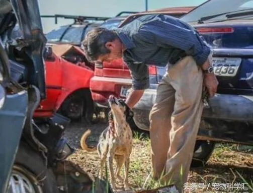 流浪狗守护即将被销毁的汽车10个月 员警感动!