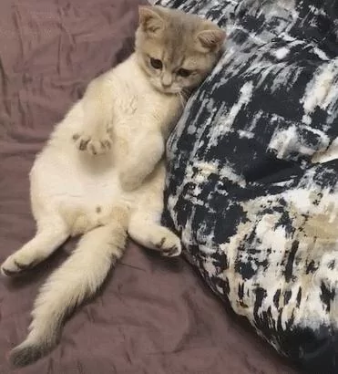 猫咪:天太热 就给你手手开风扇吧 隔壁家狗子都有冰垫了 我的呢?