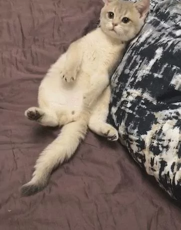 猫咪:天太热 就给你手手开风扇吧 隔壁家狗子都有冰垫了 我的呢?