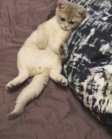 猫咪:天太热 就给你手手开风扇吧 隔壁家狗子都有冰垫了 我的呢?
