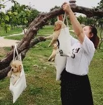 4只小金毛被主人挂在树上 引众人围观 得知原因后笑了!