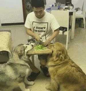 养狗千日 用狗一时 关键时刻金毛和阿拉斯加竟起到这个作用!
