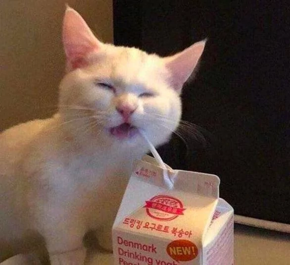 养了一只会用吸管喝东西的猫咪 这姿势 成精了吧!