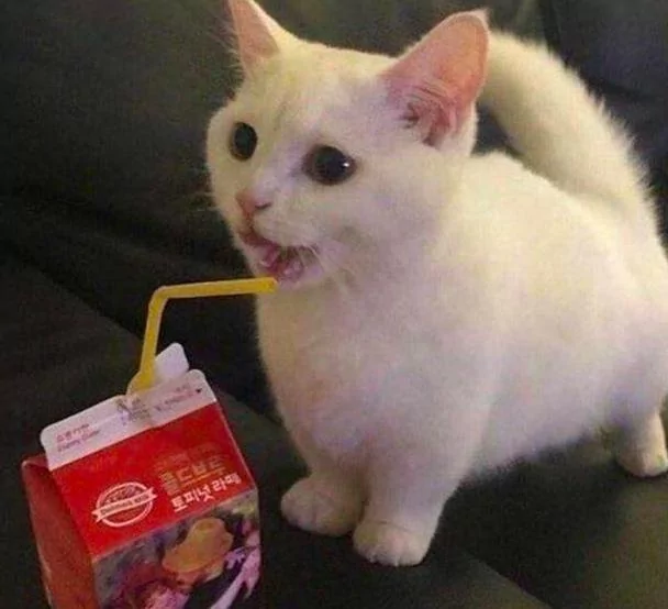 养了一只会用吸管喝东西的猫咪 这姿势 成精了吧!