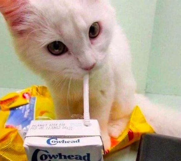 养了一只会用吸管喝东西的猫咪 这姿势 成精了吧!