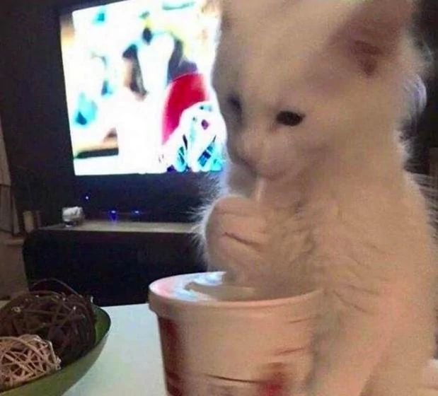 养了一只会用吸管喝东西的猫咪 这姿势 成精了吧!