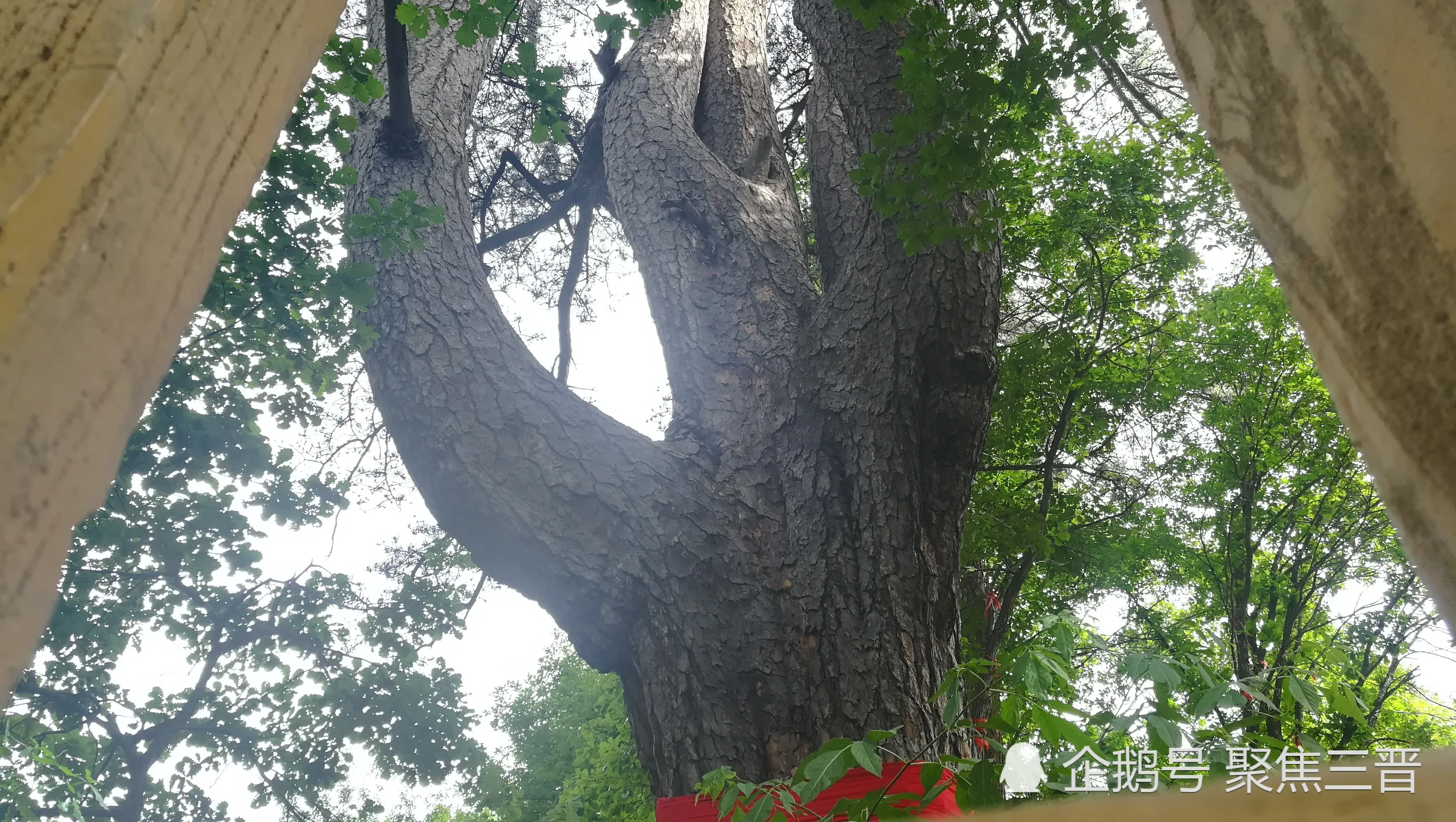 这颗600年的树形似如来佛掌 被认定世界最大油松!