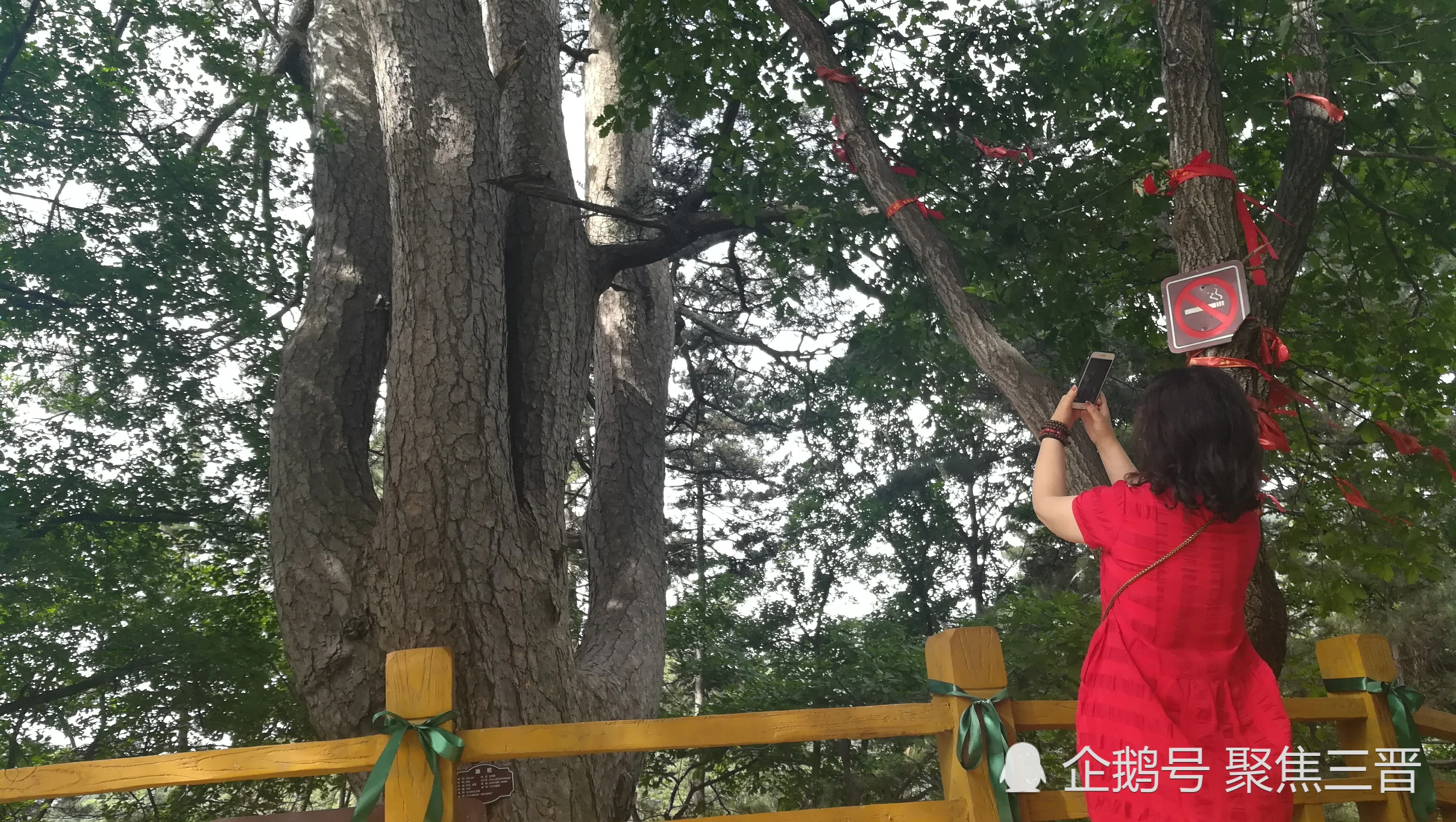 这颗600年的树形似如来佛掌 被认定世界最大油松!