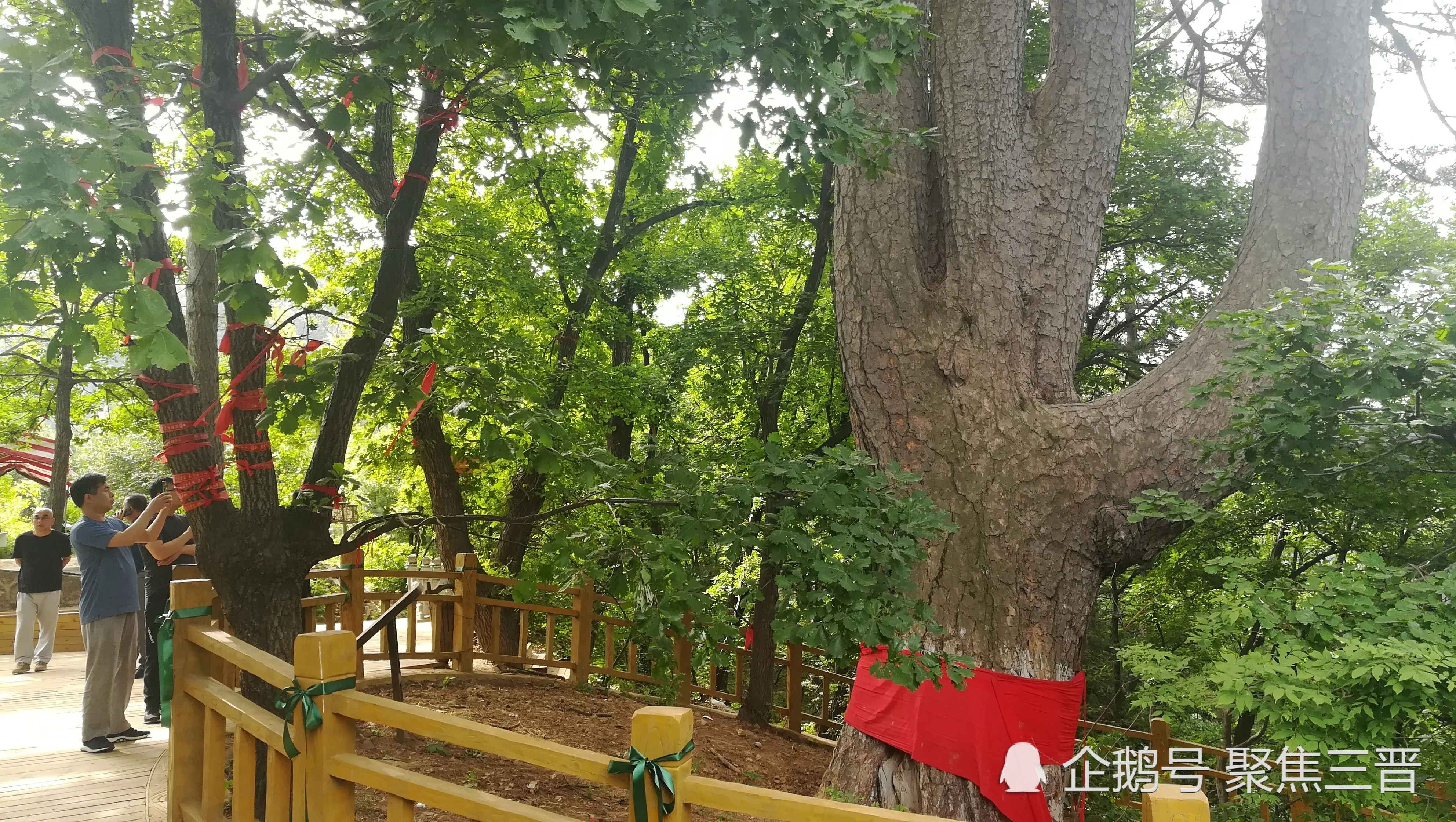 这颗600年的树形似如来佛掌 被认定世界最大油松!