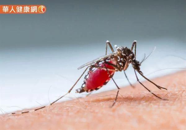 夏日防蚊4锦囊!自制环保醋对抗小黑蚊