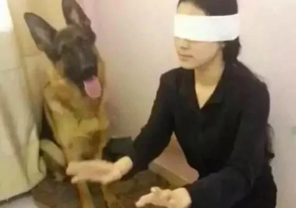 网友为测试德牧智商而假装失明狗子的举动没让她失望 阿波罗新闻网
