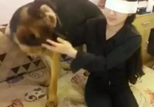 网友为测试德牧智商而假装失明狗子的举动没让她失望 阿波罗新闻网