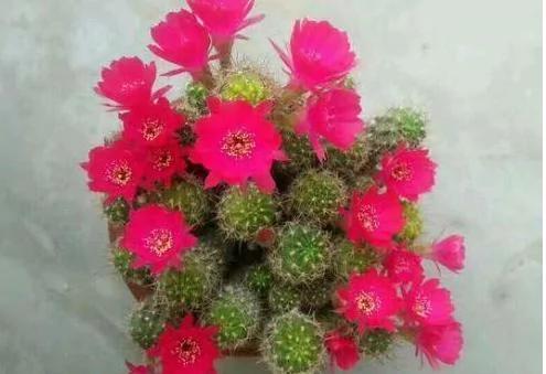 花店老板说漏嘴小妙招 花盆里滴1滴油 花1个月爆盆 10年不黄叶!