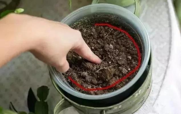 花店老板说漏嘴小妙招 花盆里滴1滴油 花1个月爆盆 10年不黄叶!