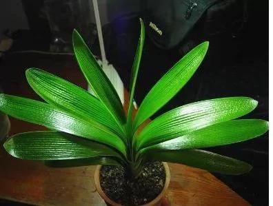 花店老板说漏嘴小妙招 花盆里滴1滴油 花1个月爆盆 10年不黄叶!