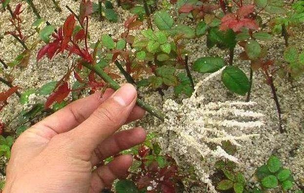 花店老板说漏嘴小妙招 花盆里滴1滴油 花1个月爆盆 10年不黄叶!