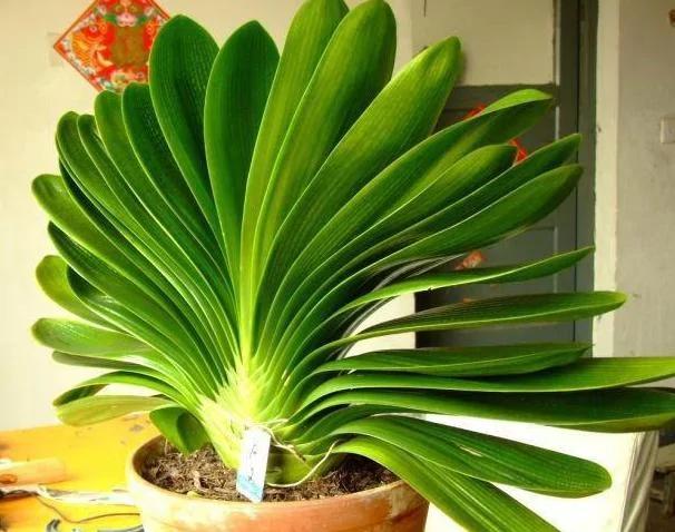 花店老板说漏嘴小妙招 花盆里滴1滴油 花1个月爆盆 10年不黄叶!
