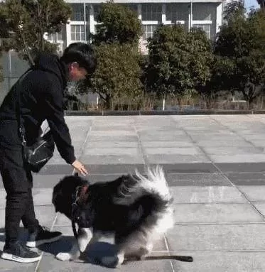阿拉斯加为帮主人脱单 竟故意将小姐姐撞倒 网友:真令人羡慕!