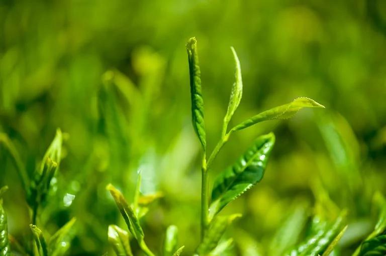 绿茶减重 燃脂助攻队友要加这一味