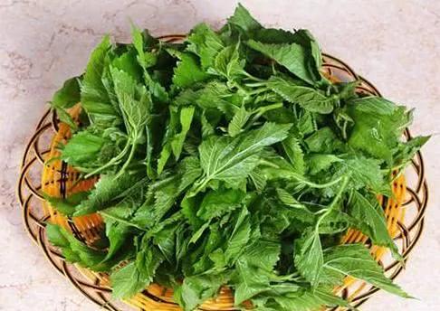 “植物之王”桑叶 泡水喝好处多 家里赶紧备上一点