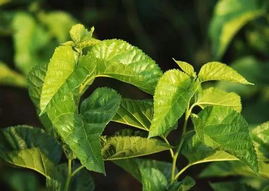 “植物之王”桑叶 泡水喝好处多 家里赶紧备上一点