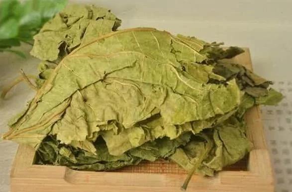 “植物之王”桑叶 泡水喝好处多 家里赶紧备上一点