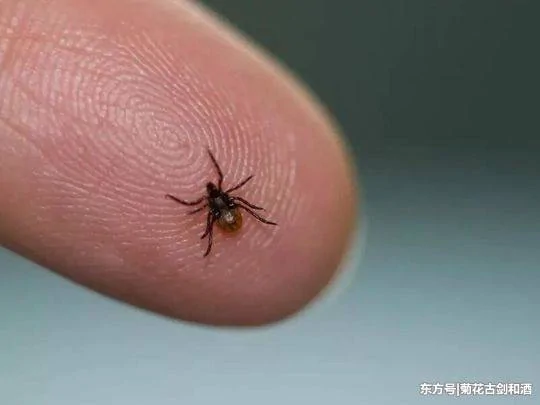 5岁女孩突然瘫痪原因成谜 直到妈妈在她的头发里发现了这!