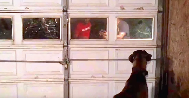 失踪2年多的爱犬 突然出现在门外 重逢场面超感人!