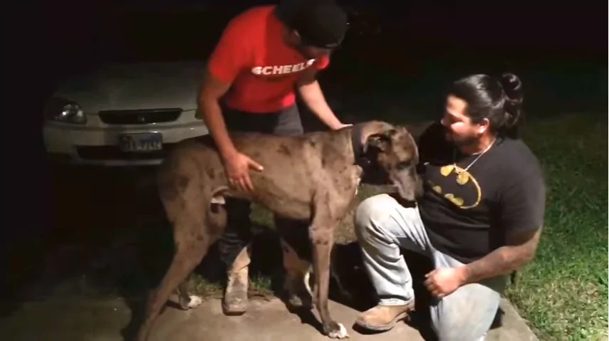 失踪2年多的爱犬 突然出现在门外 重逢场面超感人!